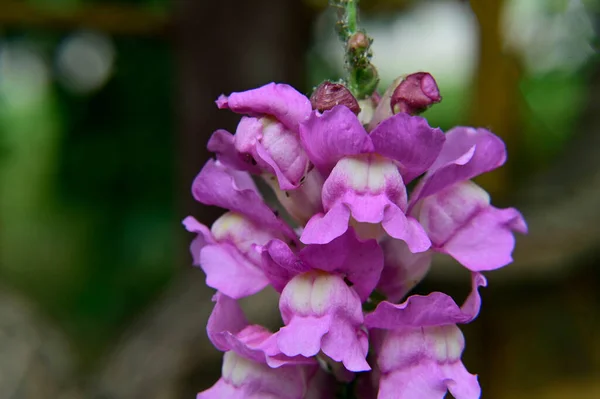 Hermosas Flores Jardín — Foto de Stock