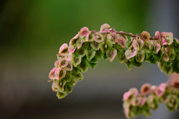 Piante Verdi Giardino Nella Giornata Estiva — Foto Stock