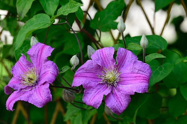 Belas Flores Clematis Crescendo Jardim Verão Dia Ensolarado — Fotografia de Stock