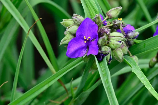 Niesamowite Purpurowe Kwiaty Kwitną Zielonymi Liśćmi — Zdjęcie stockowe