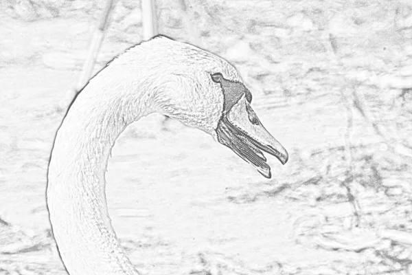 Black and white filtered shot of swan at wild nature