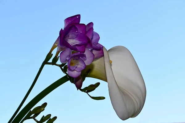Krásná Kytice Květin Modrém Pozadí Oblohy — Stock fotografie