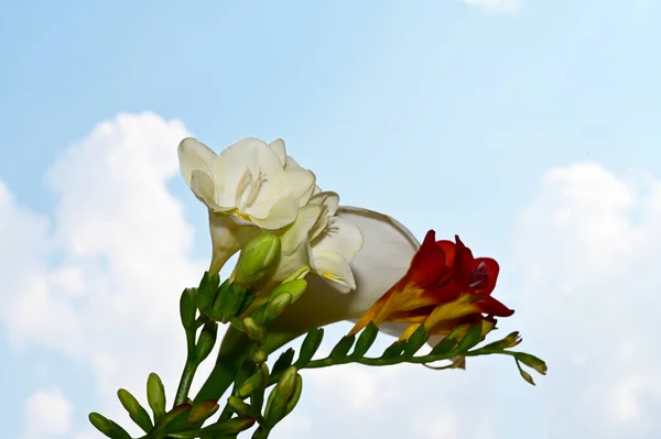 Mooi Boeket Van Bloemen Blauwe Lucht Achtergrond — Stockfoto