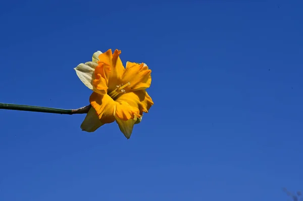 Piękny Żonkil Kwiat Tle Nieba Koncepcja Latem Widok Bliska — Zdjęcie stockowe