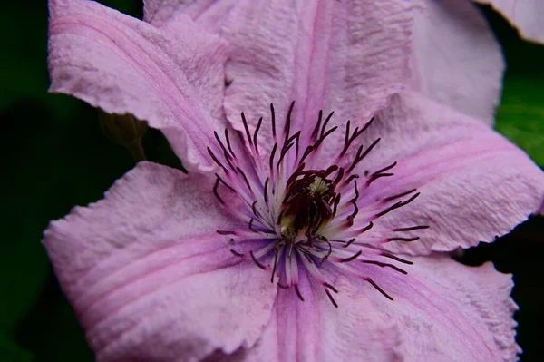 Piękne Clematis Rośnie Ogrodzie Letni Słoneczny Dzień — Zdjęcie stockowe