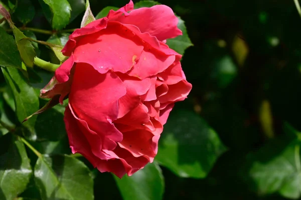 Красива Троянда Росте Саду Літній Сонячний День — стокове фото