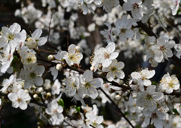 Gałązki Jabłoni Białymi Pięknymi Kwiatami Zbliżenie Koncepcja Wiosny — Zdjęcie stockowe