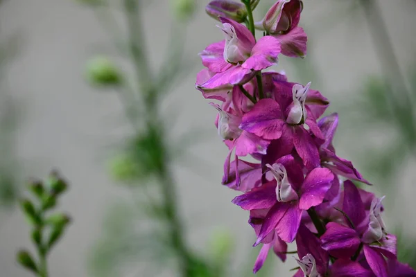 Belles Fleurs Dans Jardin — Photo