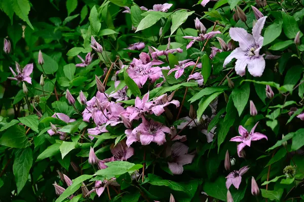 Fantastiska Lila Blommor Blomma Med Gröna Blad — Stockfoto