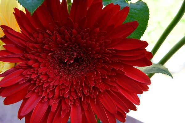 Schöne Gerbera Blume Die Freien Wächst Sommerkonzept Nahsicht — Stockfoto