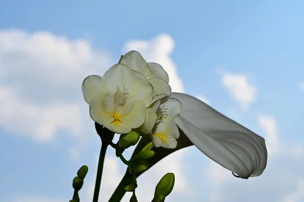 Hermoso Ramo Flores Sobre Fondo Azul Cielo —  Fotos de Stock