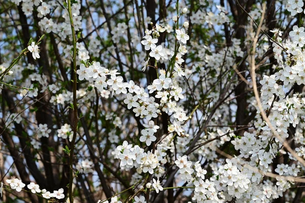 Appelboom Takken Met Witte Prachtige Bloemen Close Lente Concept — Stockfoto