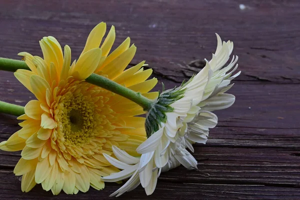Piękne Gerbera Kwiaty Drewnianym Tle Koncepcja Latem Widok Bliska — Zdjęcie stockowe
