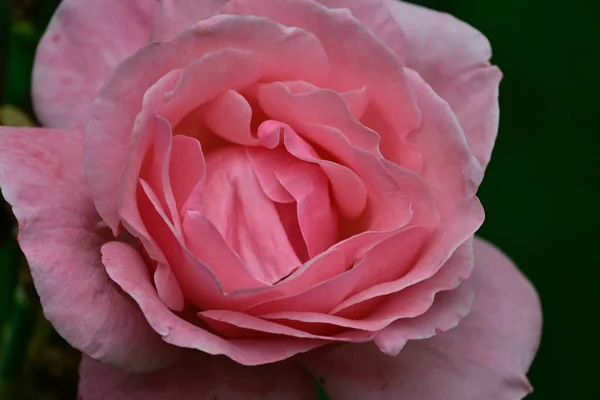 Hermosa Rosa Creciendo Jardín Verano Día Soleado — Foto de Stock