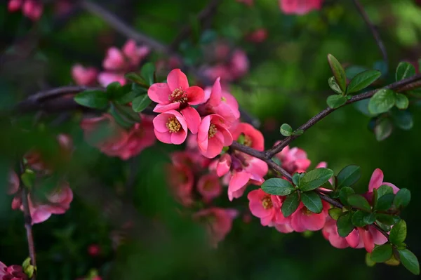 Kersenboom Takken Met Prachtige Bloemen Close Lente Concept — Stockfoto