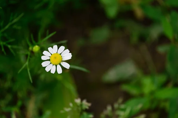 Flores Camomila Surpreendentes Florescem Com Folhas Verdes — Fotografia de Stock