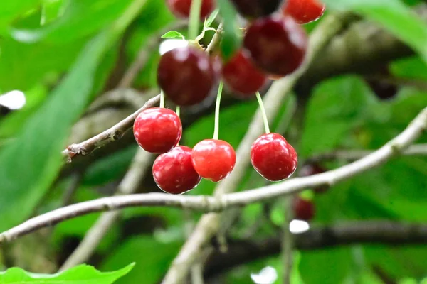 Träd Med Körsbär Växer Utomhus Sommar Koncept Nära Utsikt — Stockfoto