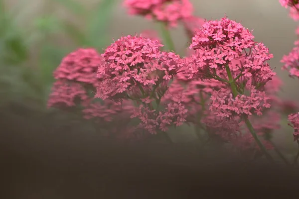 Hermosas Flores Jardín —  Fotos de Stock