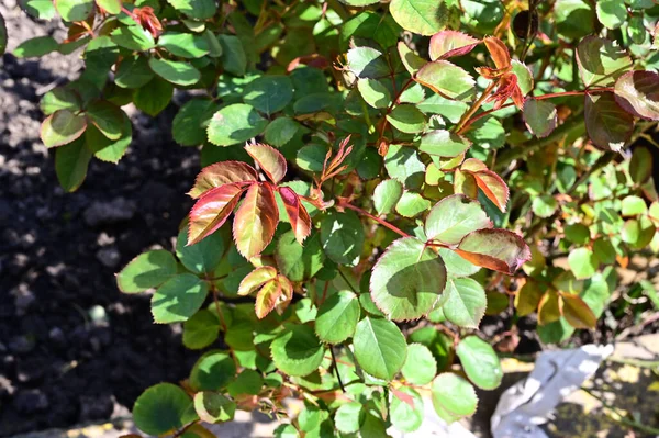 夏の晴れた日に庭で育つ植物の眺め — ストック写真