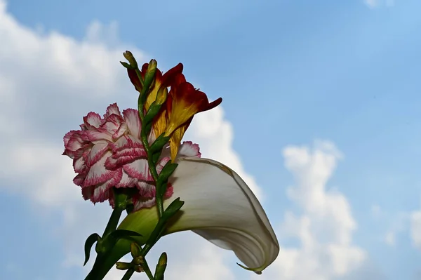 Mavi Arka Planda Güzel Bir Çiçek Buketi — Stok fotoğraf