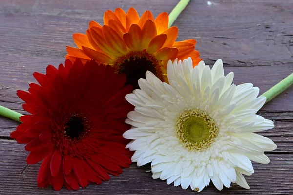 Schöne Gerbera Blumen Auf Holzgrund Sommerkonzept Nahsicht — Stockfoto