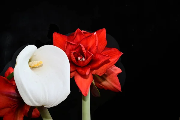 Flores Tiernas Sobre Fondo Negro Cerca — Foto de Stock