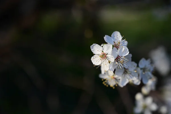 Ramas Manzano Con Hermosas Flores Blancas Primer Plano Concepto Primavera — Foto de Stock