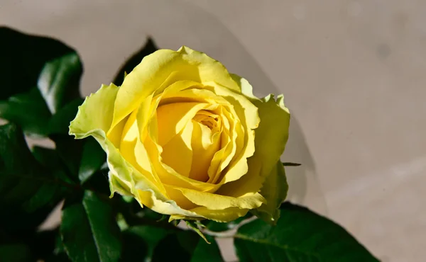 Widok Piękny Kwiat Róży Zewnątrz Koncepcja Latem Widok Bliska — Zdjęcie stockowe
