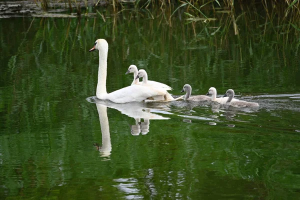 Vacker Vit Svan Med Ungar Som Simmar Sjön Vattenytan Sommardagen — Stockfoto