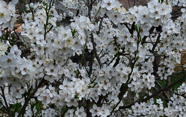 Branches Pommier Avec Belles Fleurs Blanches Gros Plan Concept Printemps — Photo