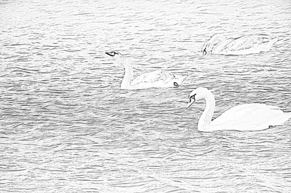 Sketch Beautiful White Swans Swimming Lake Water Surface Summer Day — Stock Photo, Image