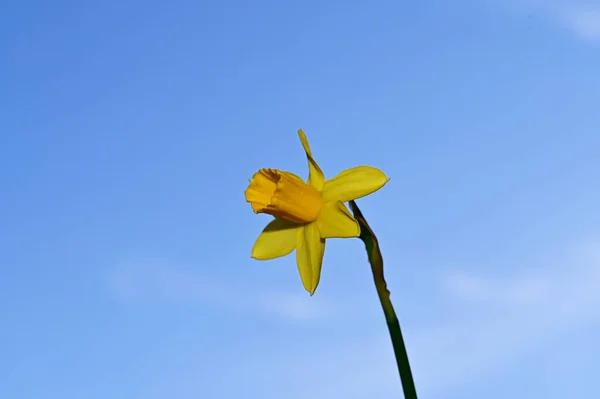 空を背景にした美しいダフォディルの花夏のコンセプトビュー — ストック写真