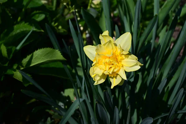 Bellissimo Narciso Che Cresce Giardino Estate Giornata Sole — Foto Stock