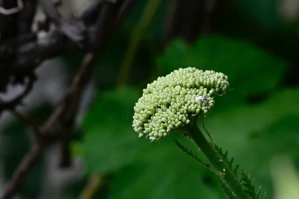 Schöne Blumen Garten — Stockfoto