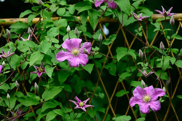 Удивительные Фиолетовые Цветы Цветут Зелеными Листьями — стоковое фото