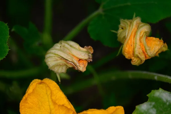 Vackra Blommor Trädgården — Stockfoto