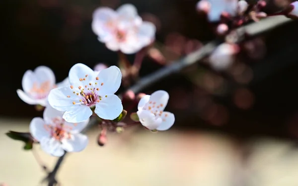 Branche Pommier Avec Belles Fleurs Blanches Gros Plan Concept Printemps — Photo