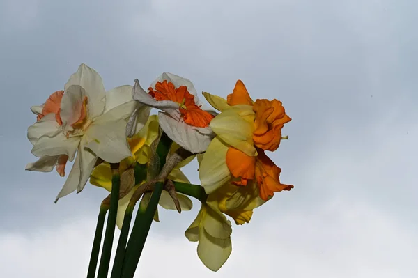 Beautiful Daffodils Sky Background Summer Concept Close View — Stock Photo, Image