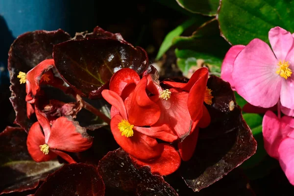 Bellissimi Fiori Giardino — Foto Stock