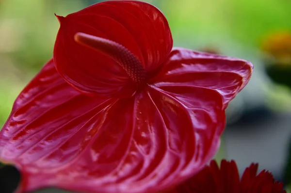 Flor Bonita Anthurium Que Cresce Livre Conceito Verão Vista Próxima — Fotografia de Stock