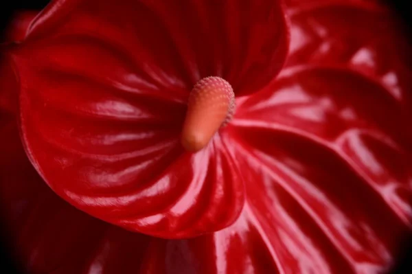 Karanlık arka planda güzel bir anthurium, yaz konsepti, yakın görüş  
