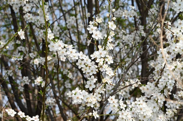 苹果树分枝 开白色美丽的花朵 春天概念 — 图库照片