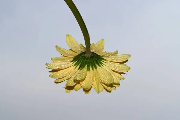 Bela Flor Gerbera Fundo Céu Conceito Verão Vista Perto — Fotografia de Stock