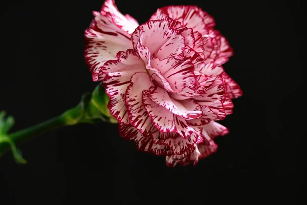 Beautiful Carnation Dark Background Summer Concept Close View — Stock Photo, Image