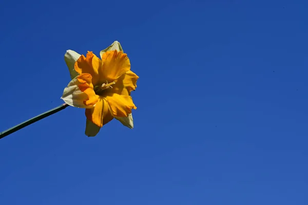 Schöne Narzissenblume Auf Himmelshintergrund Sommerkonzept Nahsicht — Stockfoto