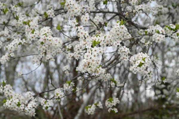 苹果树分枝 开白色美丽的花朵 春天概念 — 图库照片