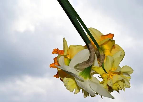 Bellissimi Narcisi Sullo Sfondo Del Cielo Concetto Estivo Vista Vicino — Foto Stock