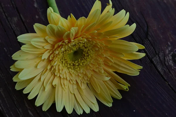 Belle Fleur Gerbera Sur Fond Bois Concept Été Vue Rapprochée — Photo