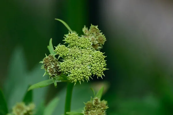 花园里美丽的花 — 图库照片