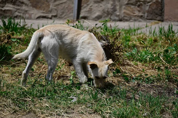 Carino Cane Avendo Divertimento All Aperto Giorno Estate — Foto Stock